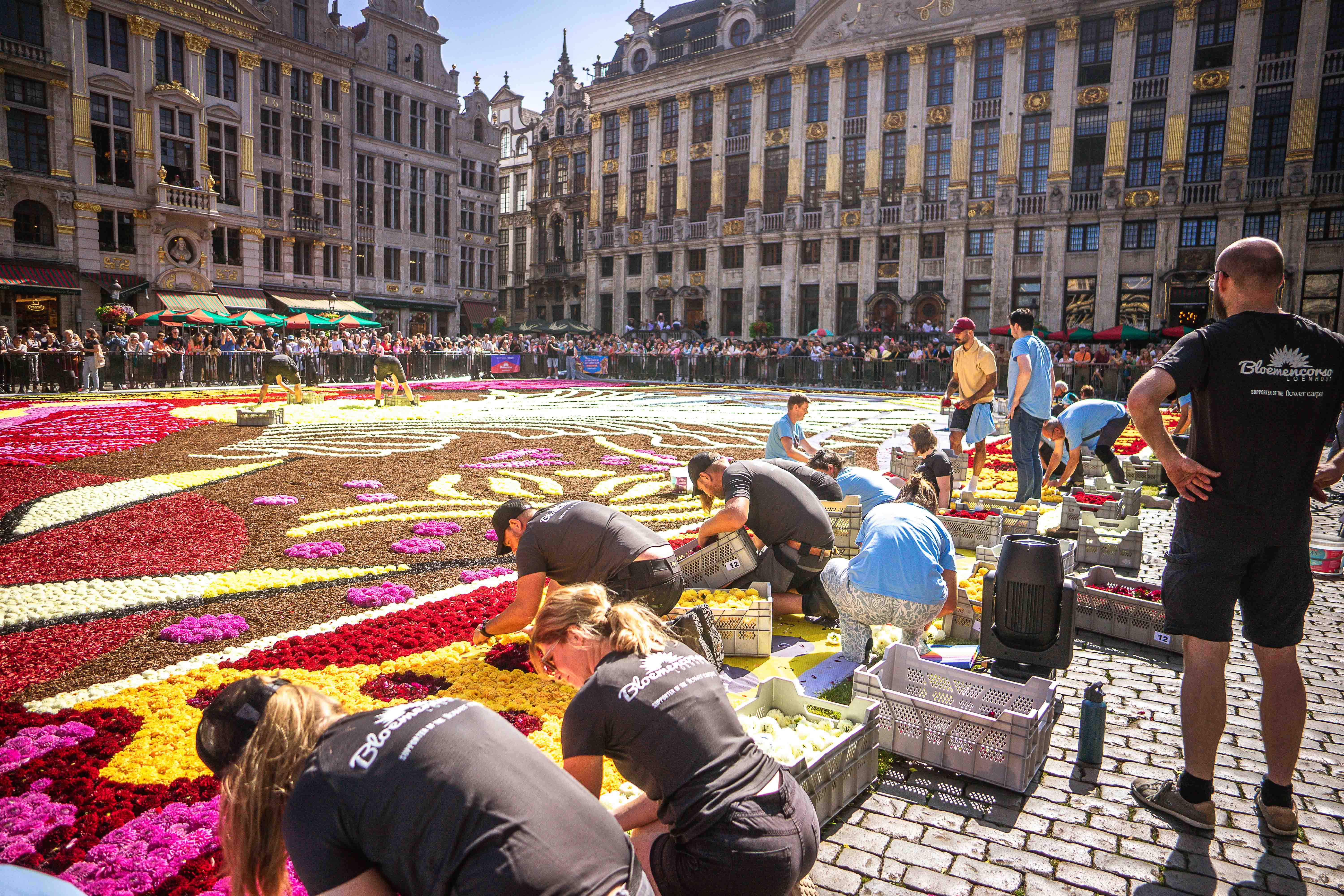 Flower Carpet 2024